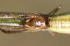 Tetragnatha sp.